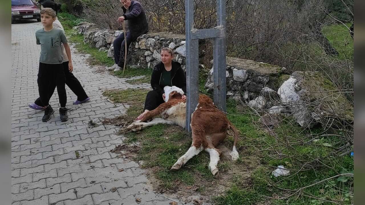 Muğla İtfaiyesinden Zamanında Müdahale: Buzağı Sahibine Teslim Edildi