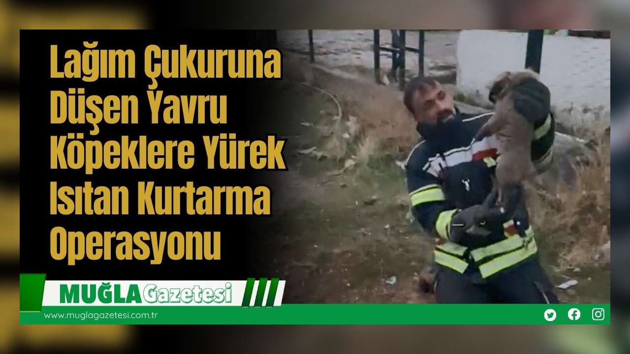 Lağım Çukuruna Düşen Yavru Köpeklere Yürek Isıtan Kurtarma Operasyonu