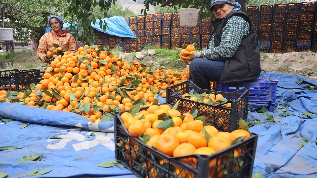Fiyatındaki Uçurum Üreticiyi Zorluyor: Bahçede 1 TL, Markette 35 TL