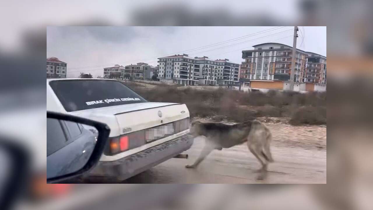 Aracın Arkasına Bağlanan Köpek İnfial Yarattı