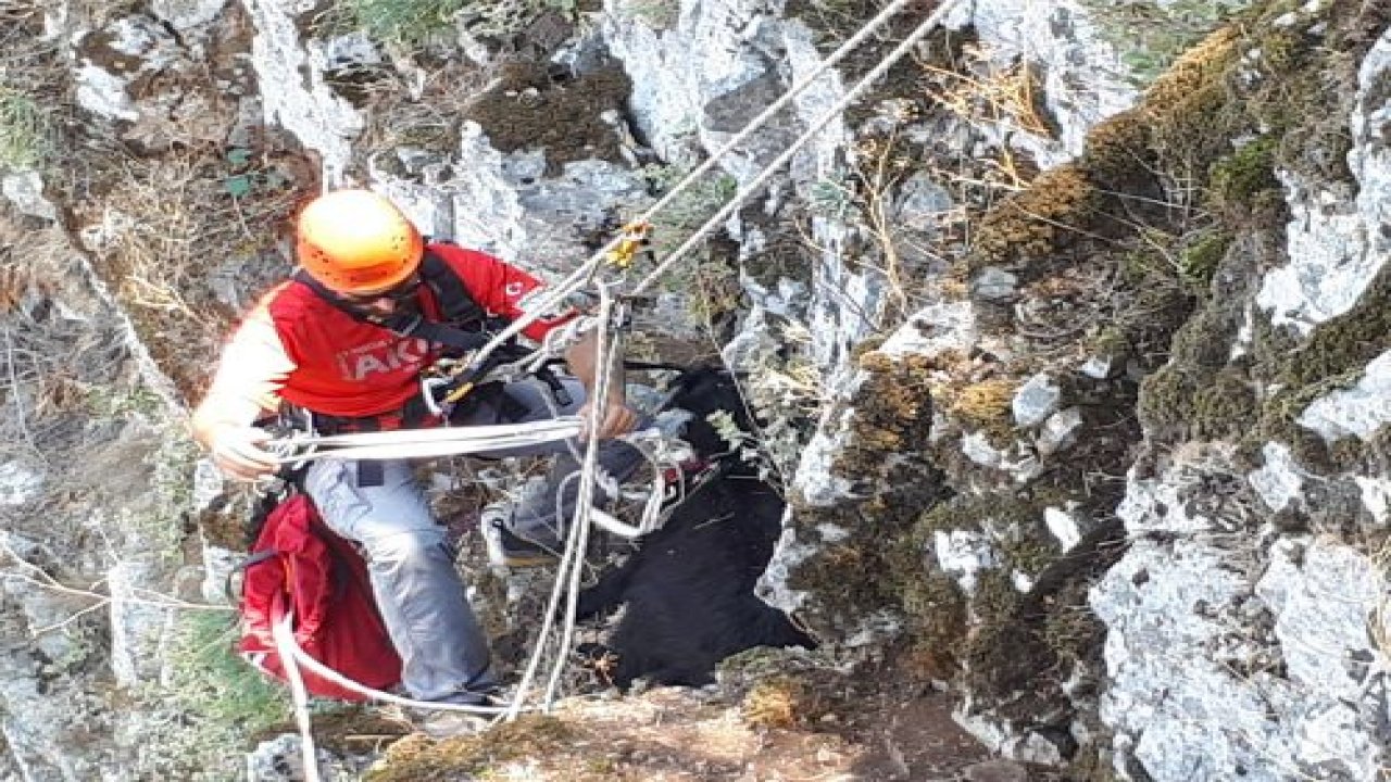 Keçi kurtarma operasyonu