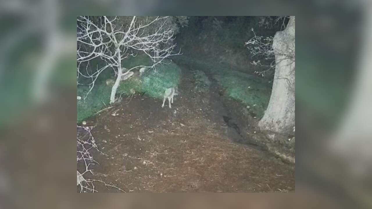 Muğla'da Kurt Dehşeti: Koyunlar Telef Oldu