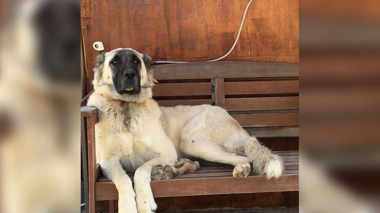 Datça’da Yerleşim Yerinde Açılan Ateş Köpeğin Ölümüne Neden Oldu