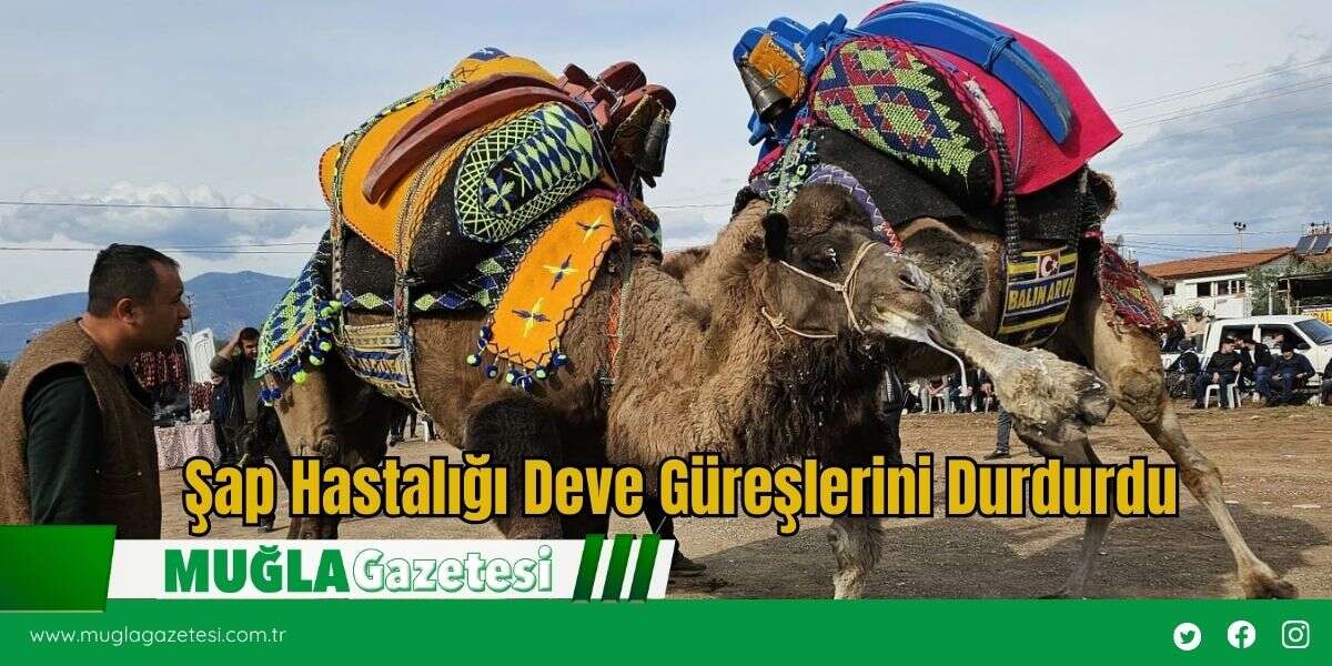 Şap Hastalığı Deve Güreşlerini Durdurdu