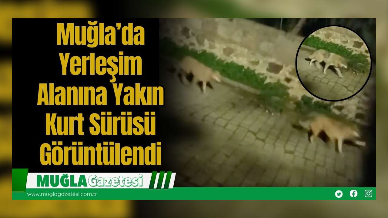 Muğla’da Yerleşim Alanına Yakın Kurt Sürüsü Görüntülendi