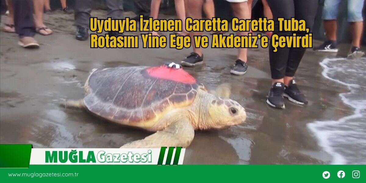 Uyduyla İzlenen Caretta Caretta Tuba,  Rotasını Yine Ege ve Akdeniz’e Çevirdi