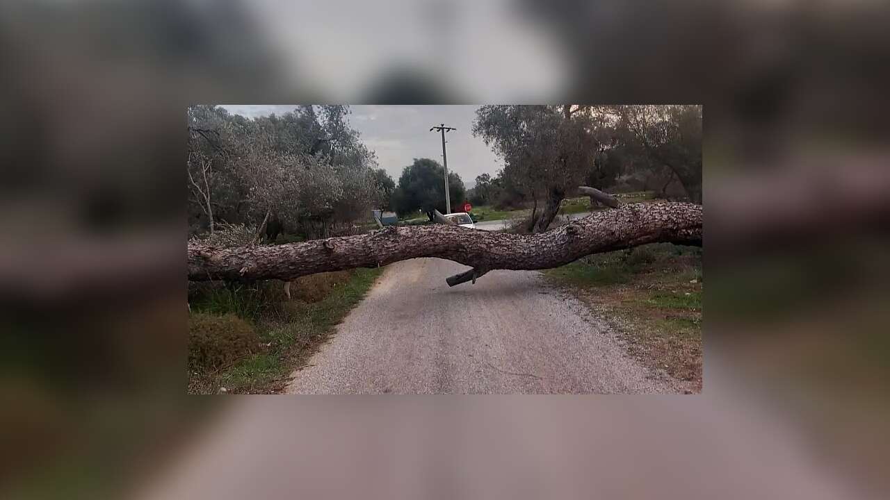 Fırtına Bodrum'da Etkili Oldu Ağaçlar Yola Devrildi