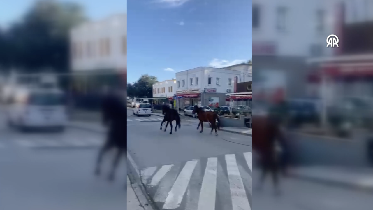 Bodrum Sokaklarında Alışılmadık Görüntü: Trafikte Koşan Atlar Dikkat Çekti