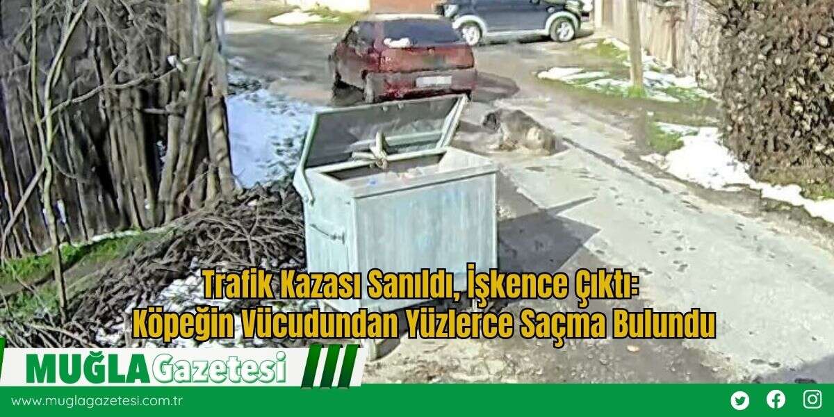 Trafik Kazası Sanıldı, İşkence Çıktı: Köpeğin Vücudundan Yüzlerce Saçma Bulundu