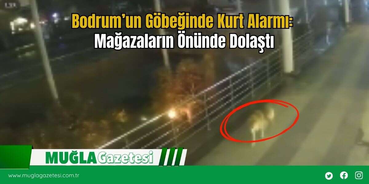Bodrum’un Göbeğinde Kurt Alarmı: Mağazaların Önünde Dolaştı