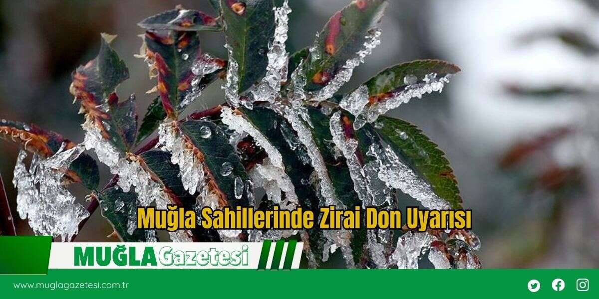 Muğla Sahillerinde Zirai Don Uyarısı