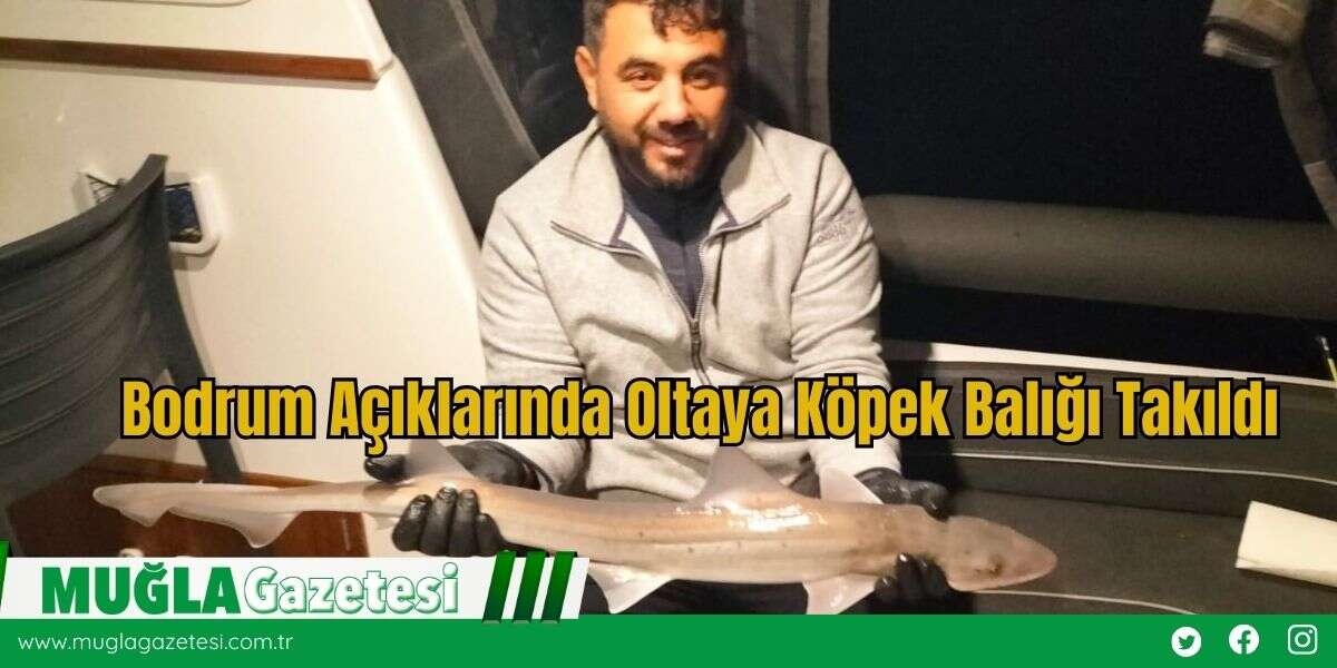 Bodrum Açıklarında Oltaya Köpek Balığı Takıldı