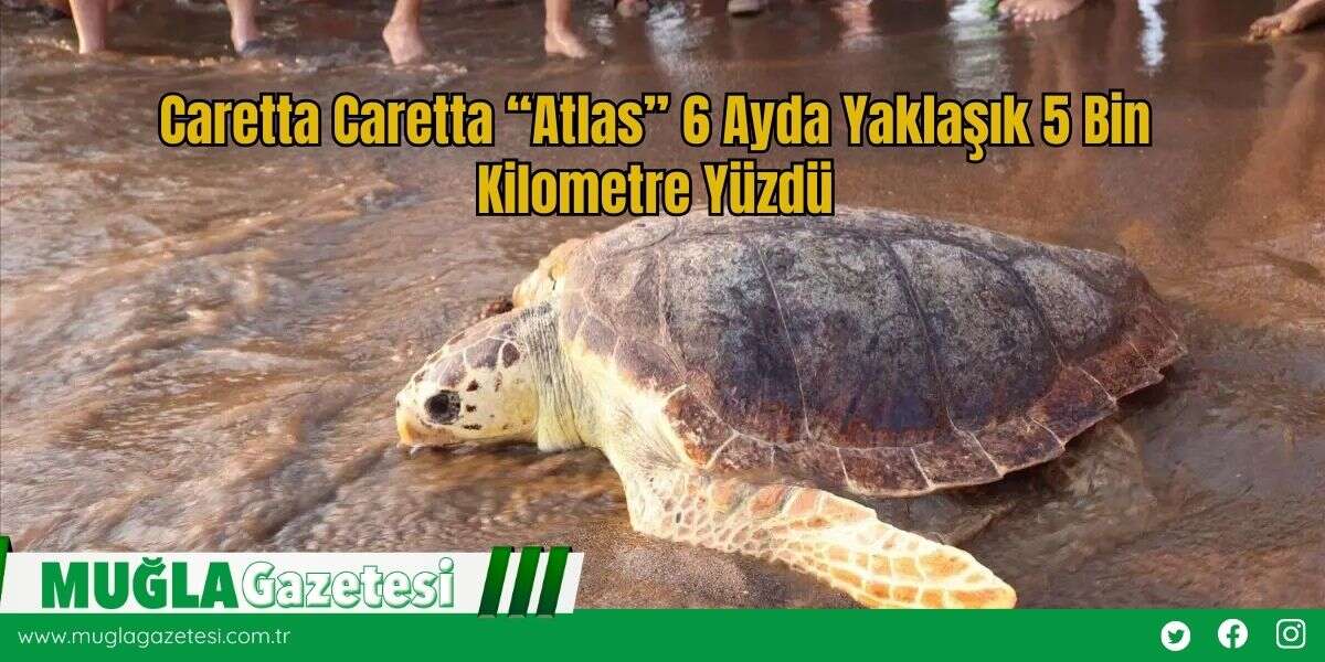 Caretta Caretta “Atlas” 6 Ayda Yaklaşık 5 Bin Kilometre Yüzdü