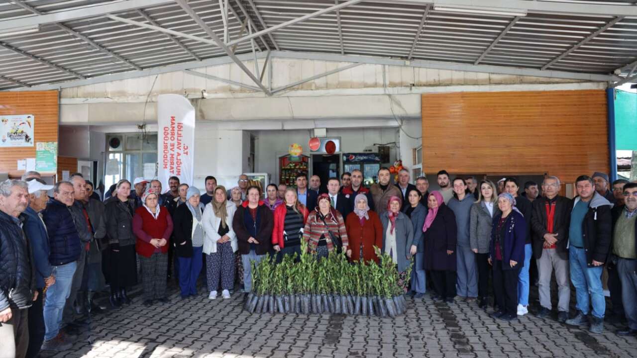 Ula’da Üreticilere 31 Bin Defne Fidanı Dağıtıldı