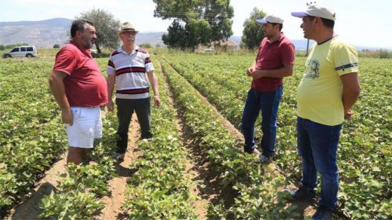 Pamuk’ta artış yaşandı