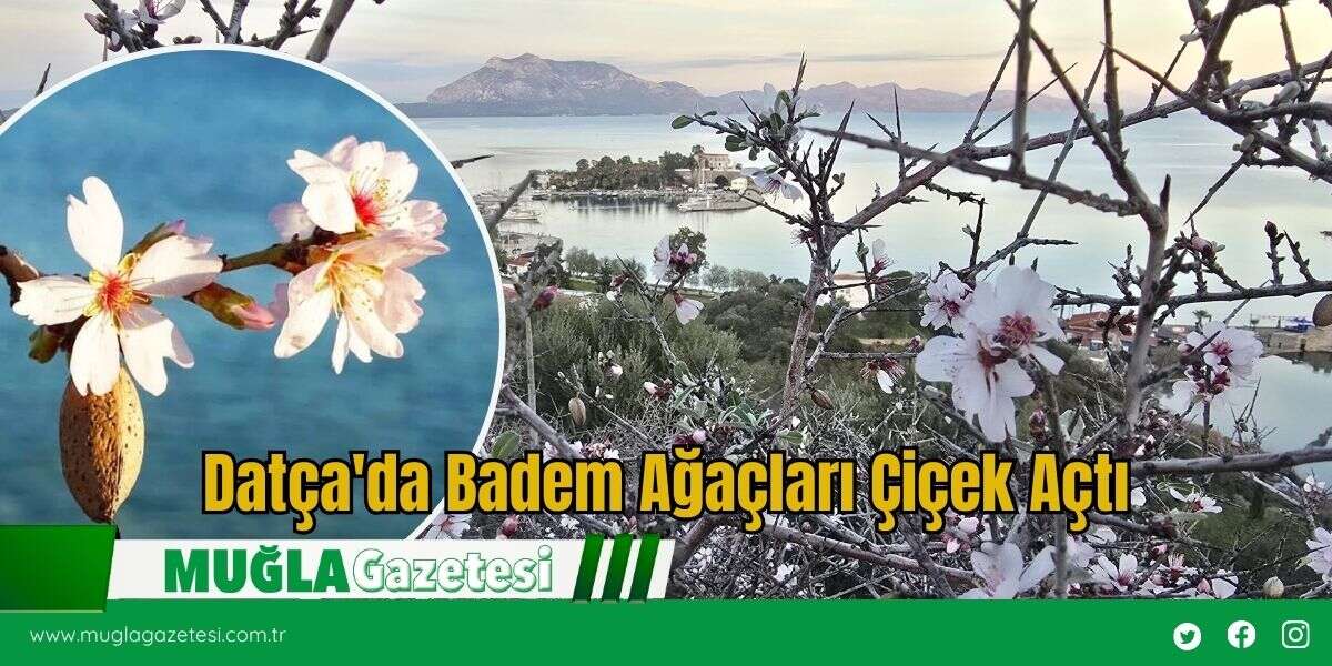 Datça'da Badem Ağaçları Çiçek Açtı