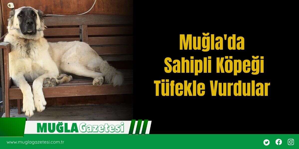 Muğla'da Sahipli Köpeği Tüfekle Vurdular