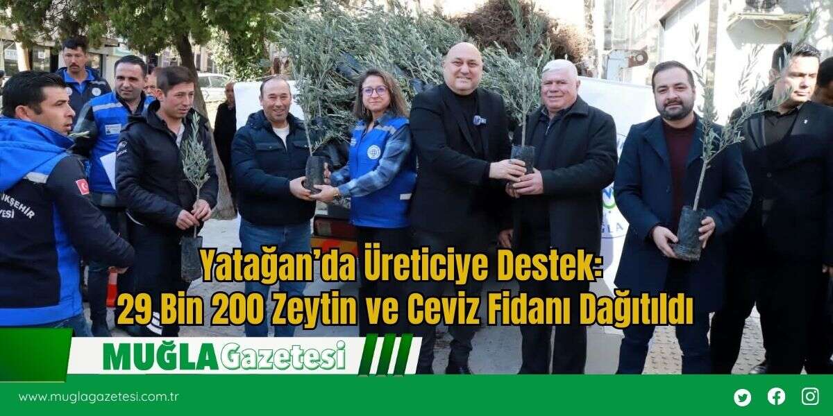 Yatağan’da Üreticiye Destek: 29 Bin 200 Zeytin ve Ceviz Fidanı Dağıtıldı