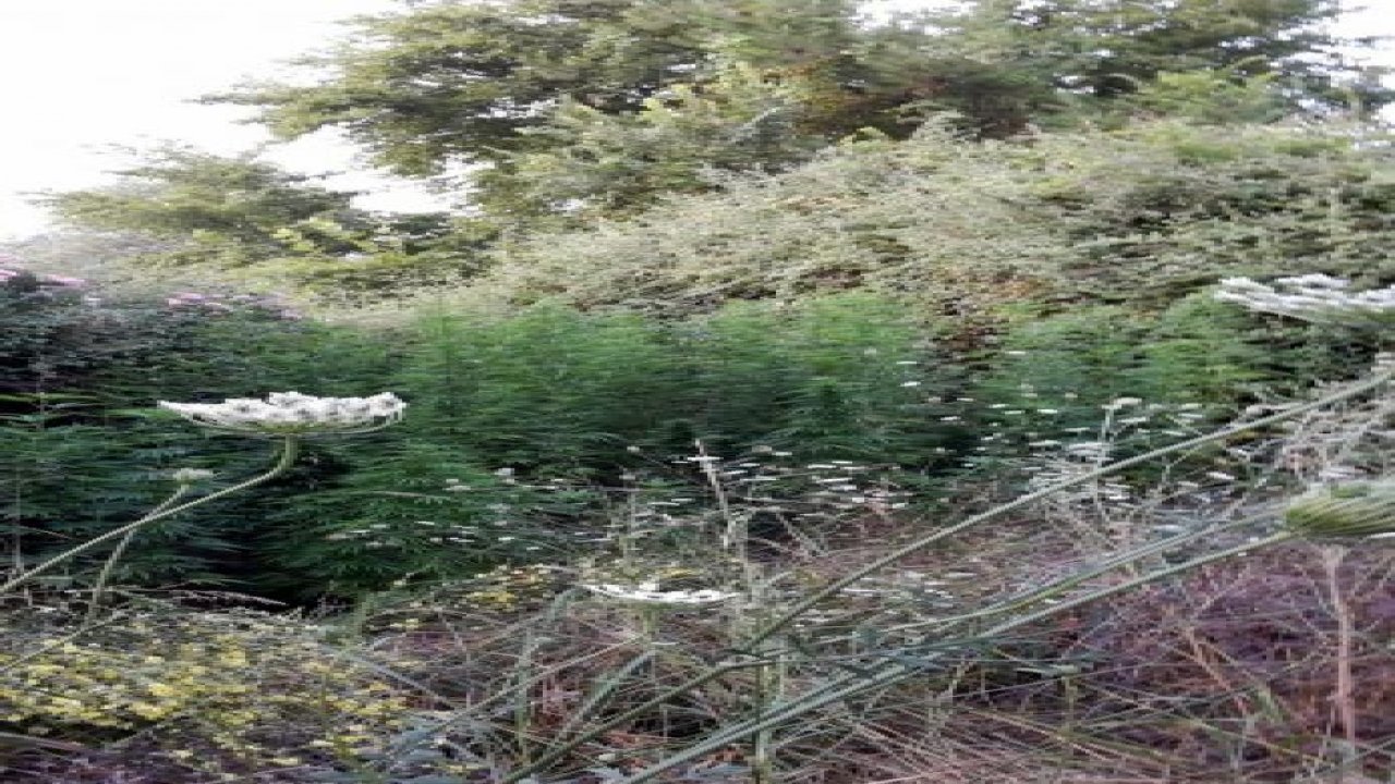 110 kilo esrar ve 166 kök kenevir ele geçirildi