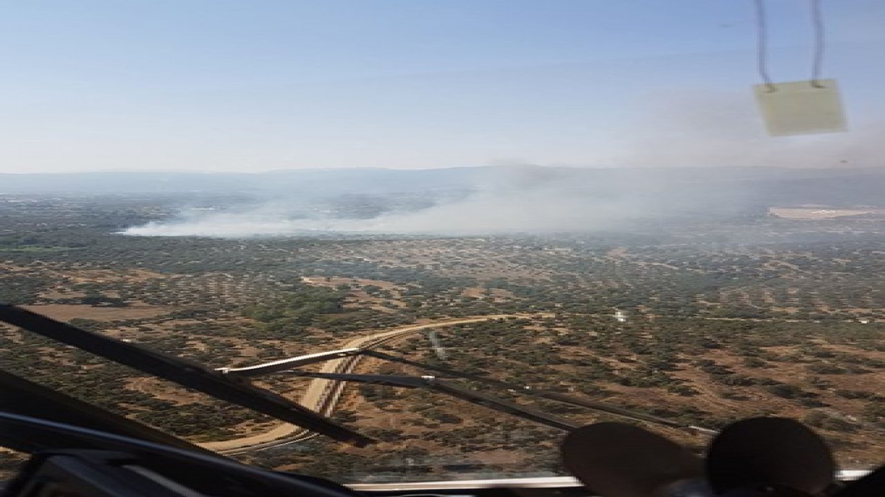 Zeytinlik alan kül oldu