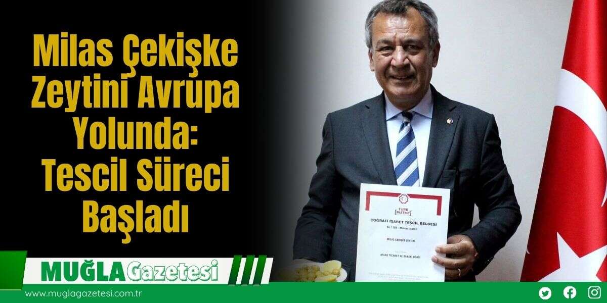 Milas Çekişke Zeytini Avrupa Yolunda: Tescil Süreci Başladı