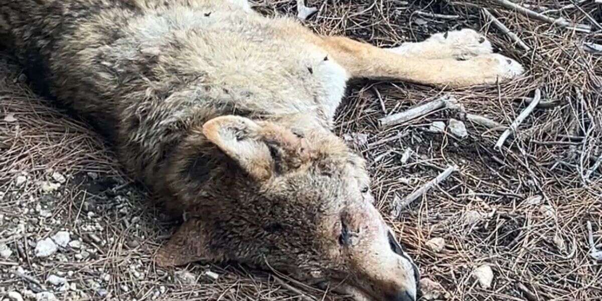 Seydikemer Karadere Plajı Yakınlarında Ölü Kurt Bulundu