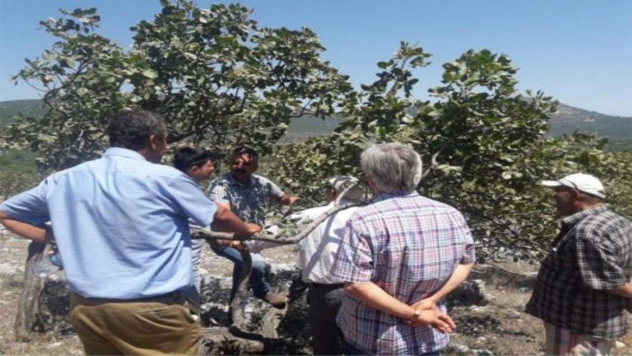 Antepfıstığı Alanlarında    İnceleme Gezisi