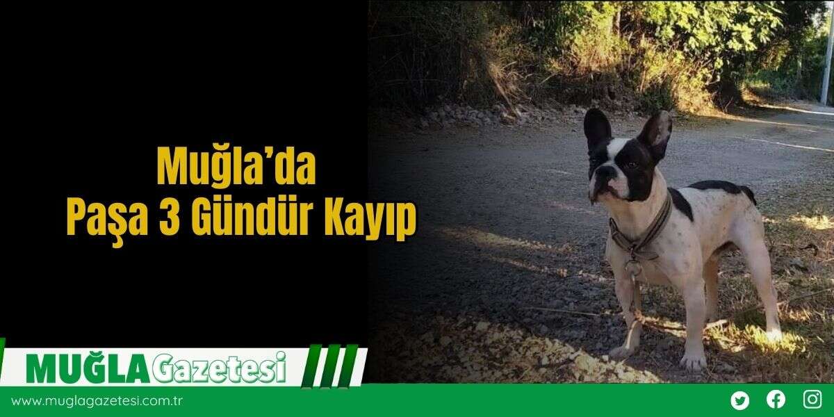 Muğla’da Paşa 3 Gündür Kayıp