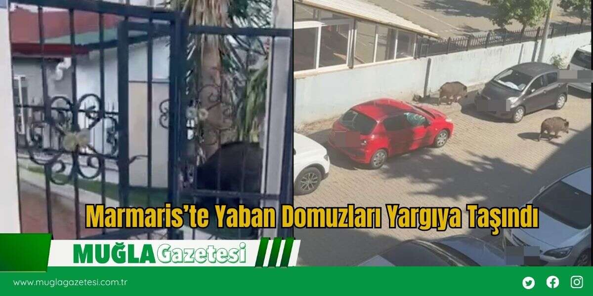 Marmaris’te Yaban Domuzları Yargıya Taşındı