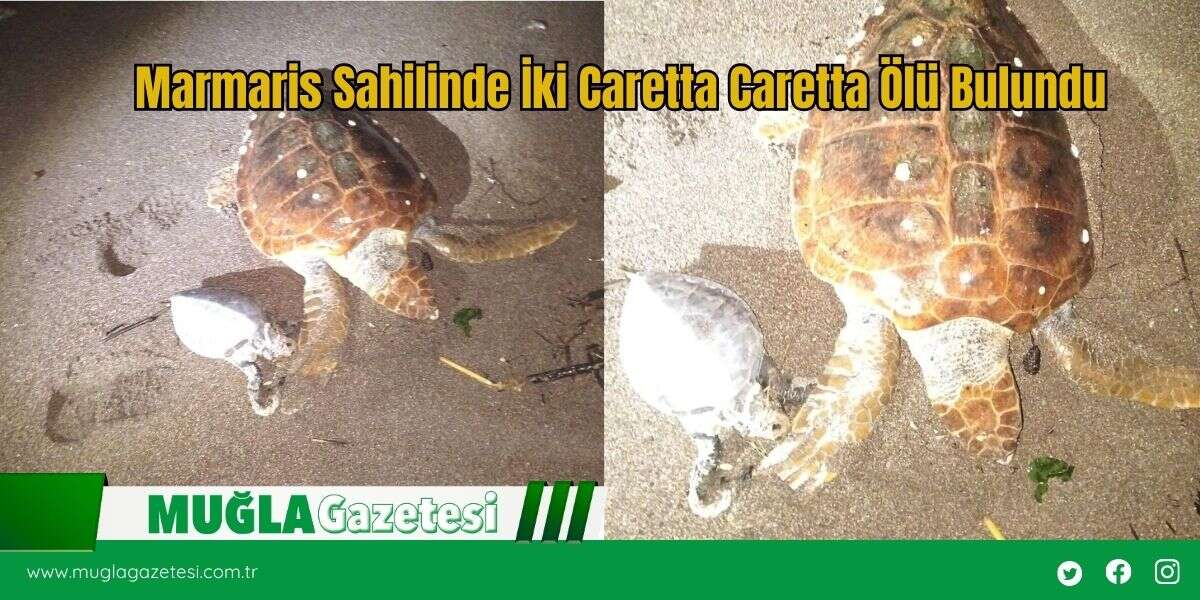 Marmaris Sahilinde İki Caretta Caretta Ölü Bulundu