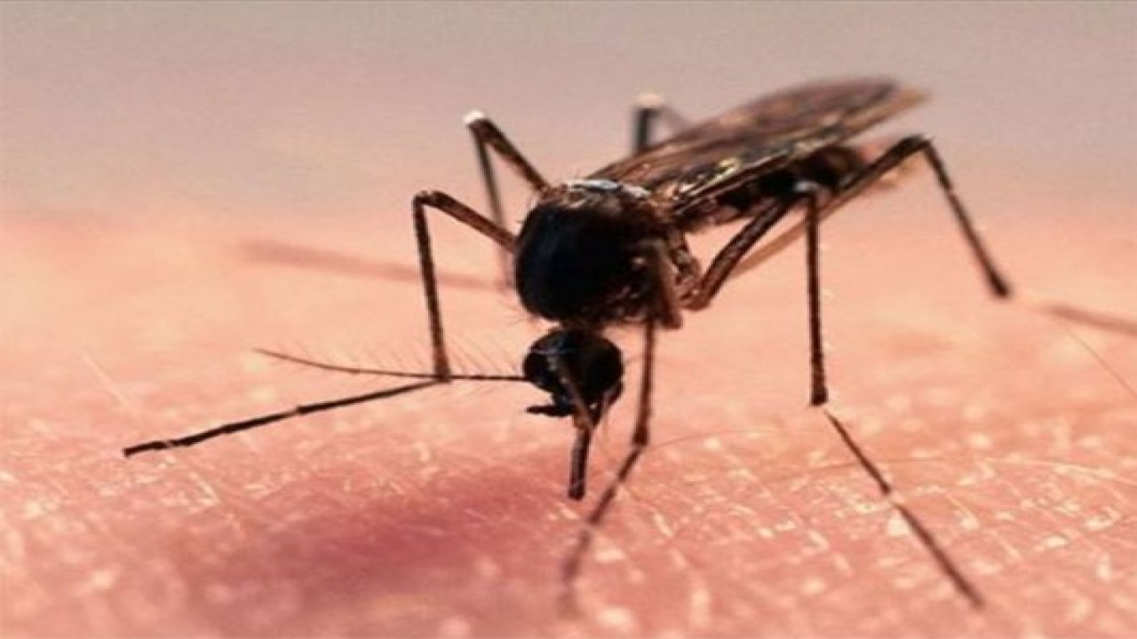 Milas’ta sivrisinek istilası