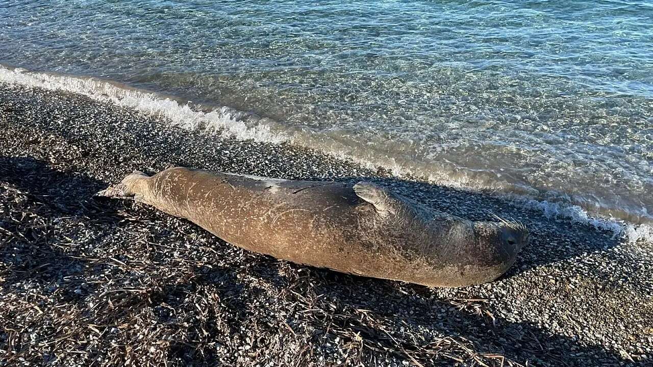 Bodrum Kıyısında Akdeniz Foku Görüntülendi