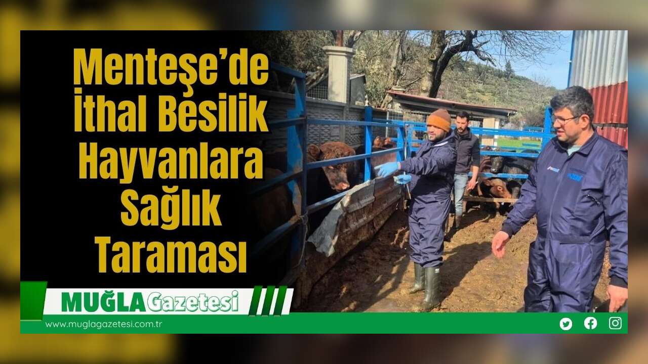 Menteşe’de İthal Besilik Hayvanlara Sağlık Taraması