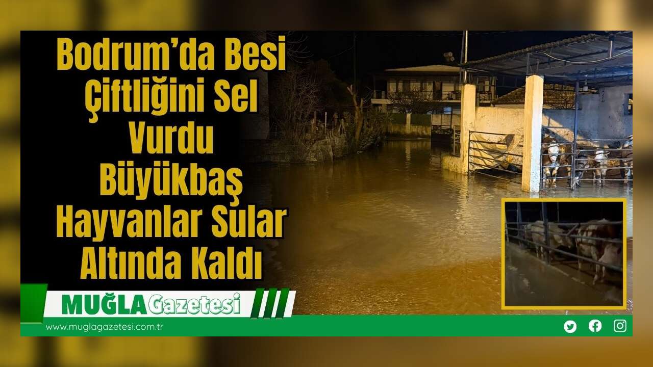 Bodrum’da Besi Çiftliğini Sel Vurdu: Büyükbaş Hayvanlar Sular Altında Kaldı
