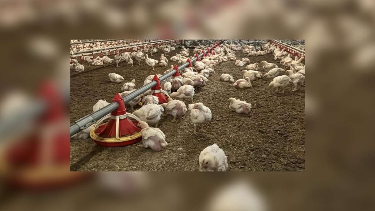 Tavuk Üreticilerine Kötü Haber: Resmen Durduruldu