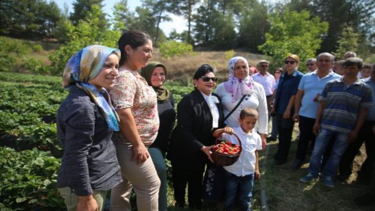 'Vali Hanım' çileğinin ilk hasadını Vali Hanım yaptı
