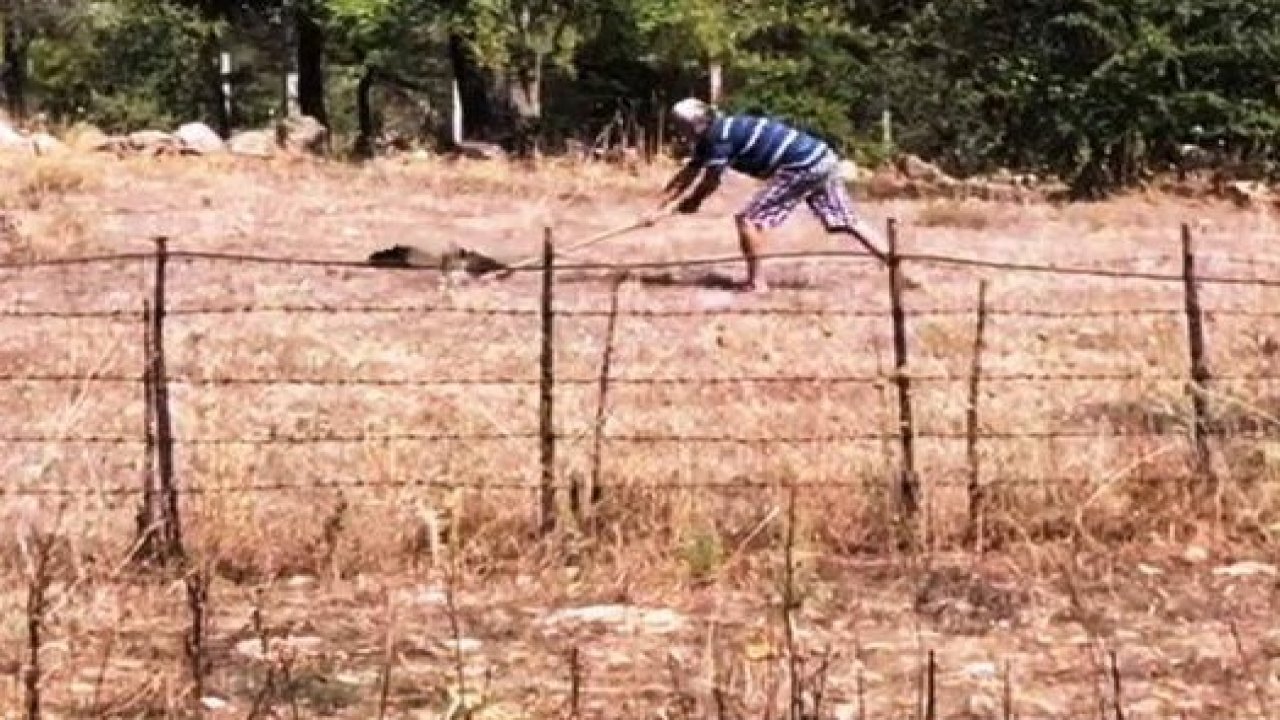 Kürekle şahin öldüren şahsa 10 bin TL para cezası