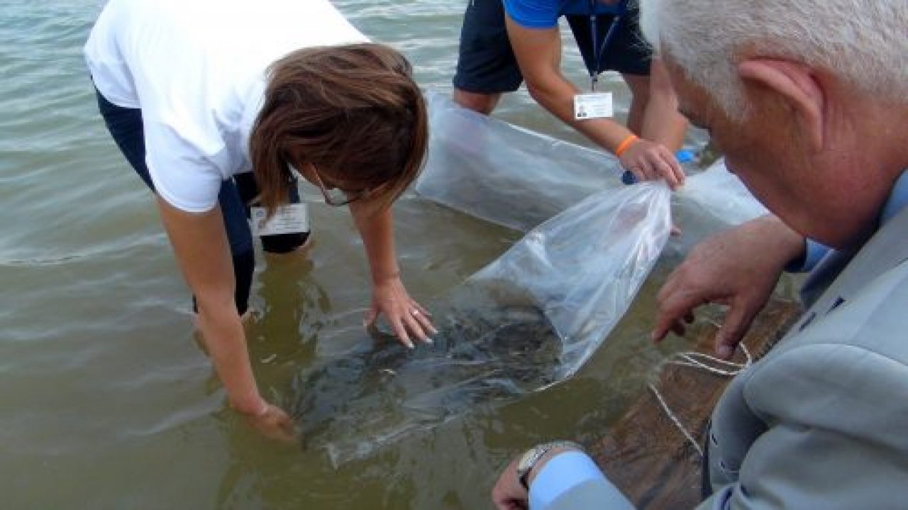 30 Bin Yavru Sazan Bırakıldı