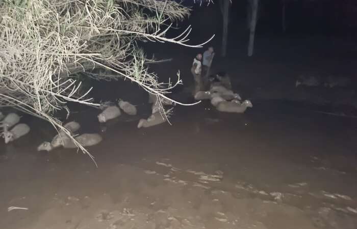 Milas’ta Çamura Saplanan 30  Koyun  İtfaiye Ekiplerince Kurtarıldı