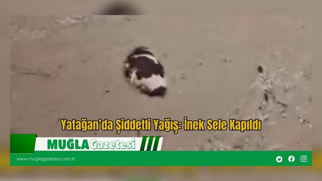 Yatağan’da Şiddetli Yağış: İnek Sele Kapıldı