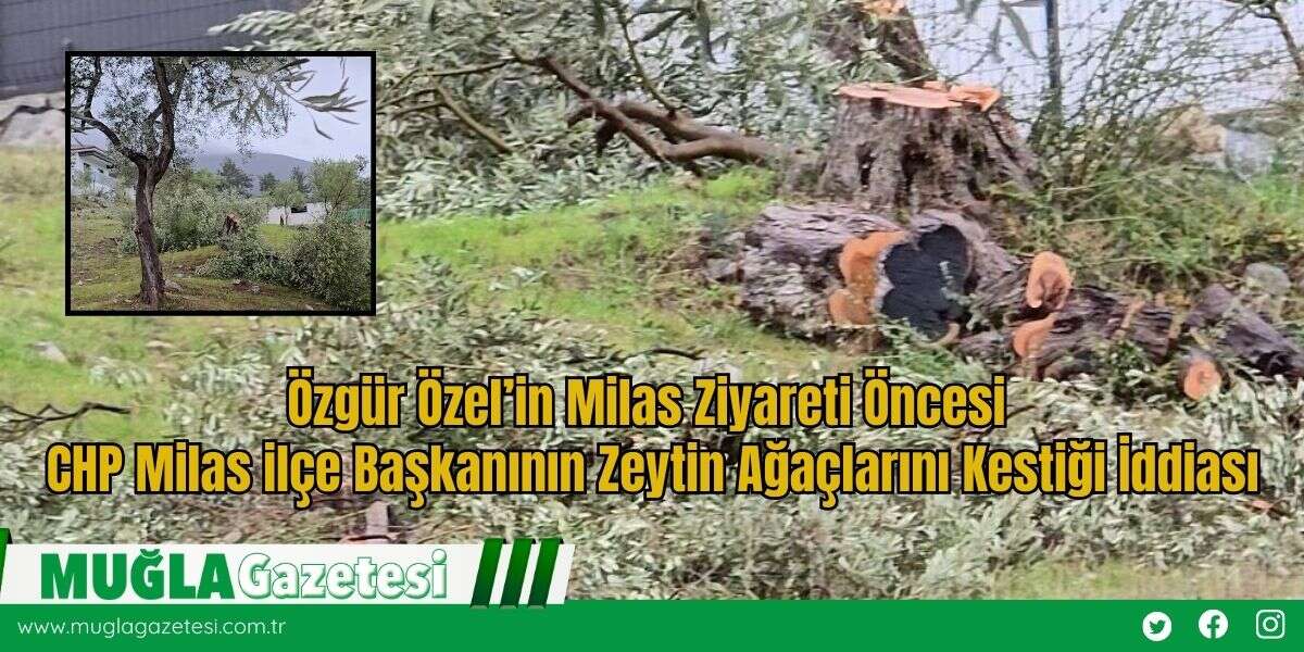 Özgür Özel’in Milas Ziyareti Öncesi  CHP Milas İlçe Başkanının Zeytin Ağaçlarını Kestiği İddiası