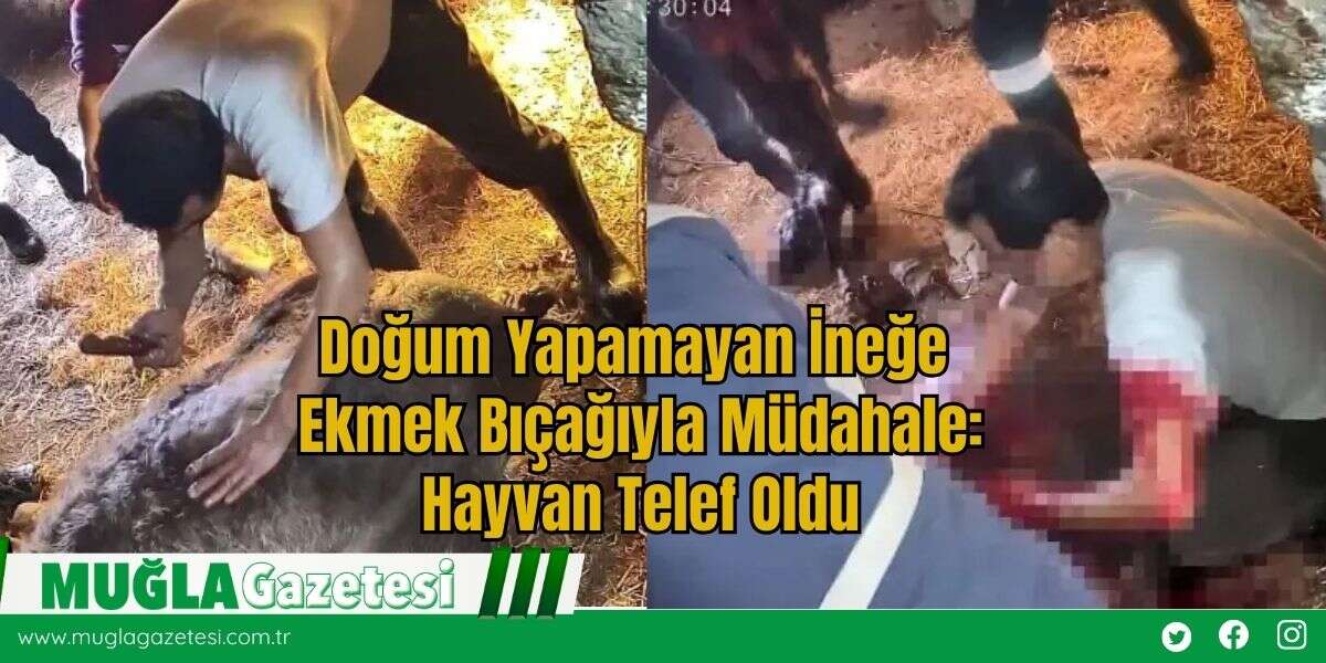 Doğum Yapamayan İneğe Ekmek B*çağıyla Müdahale: Hayvan Telef Oldu