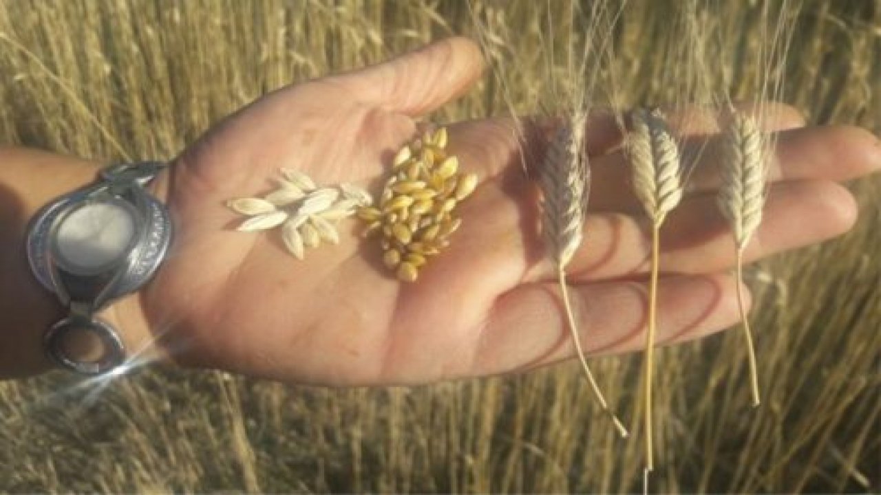 Koru’da Siyez Buğdayı Üretildi