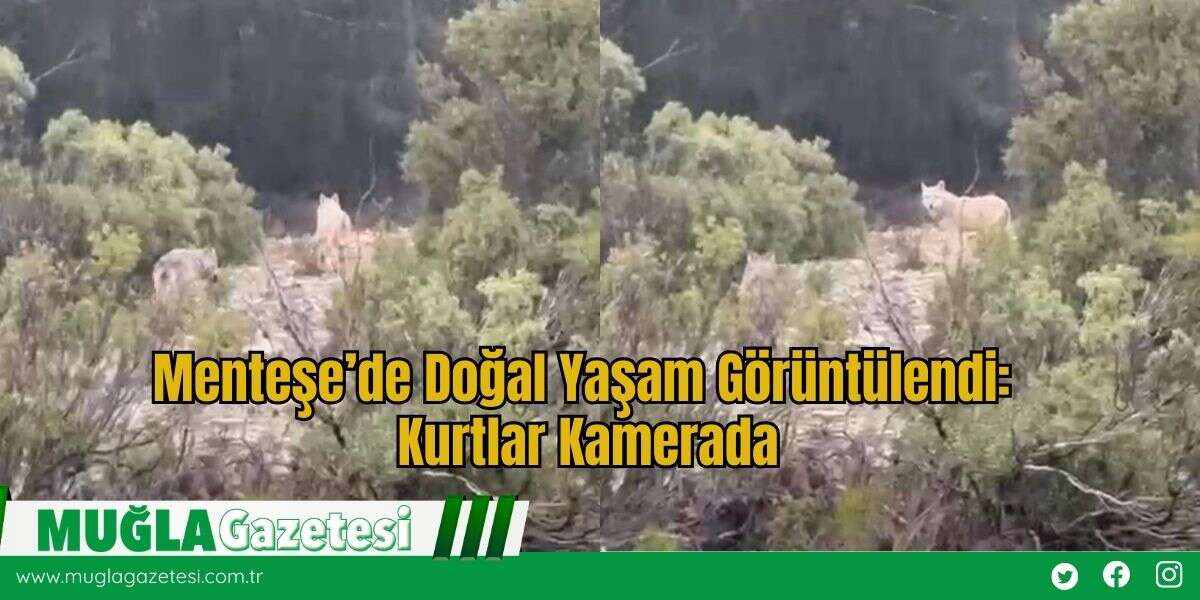 Menteşe’de Doğal Yaşam Görüntülendi: Kurtlar Kamerada