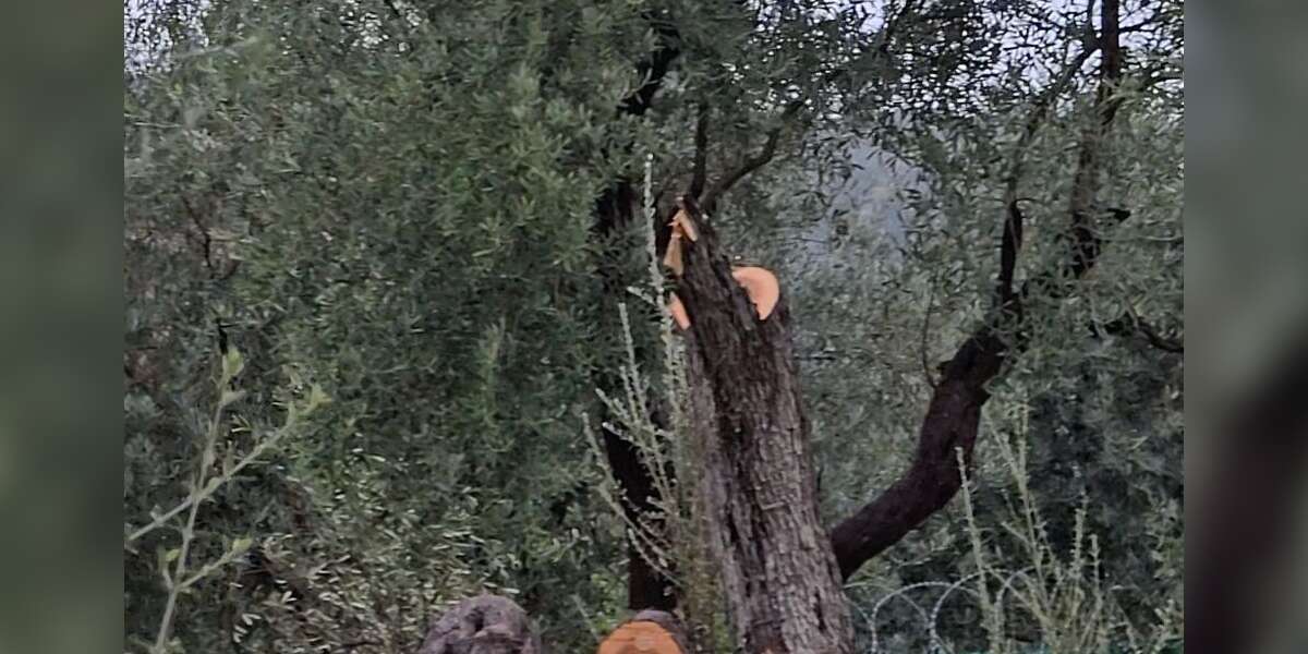 Milas'ta Yaşanan Zeytin Tartışmasının Ardından CHP Milas İlçe Başkanının Damadı Görevden Alındı