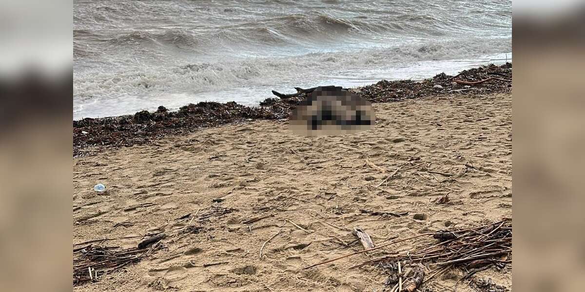 Sahile Kadın Cesedi Vurdu