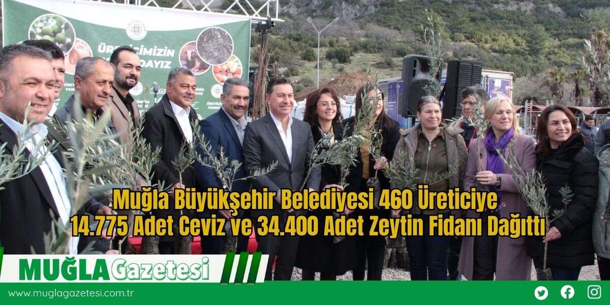 Muğla Büyükşehir Belediyesi 460 Üreticiye 14.775 Adet Ceviz ve 34.400 Adet Zeytin Fidanı Dağıttı