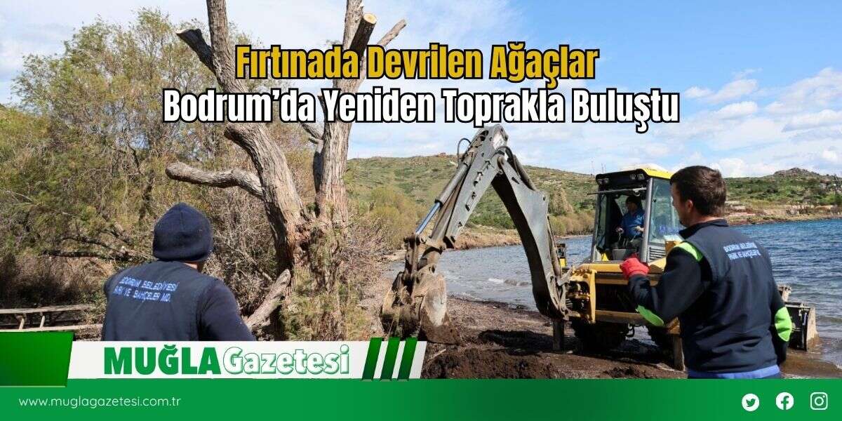 Fırtınada Devrilen Ağaçlar Bodrum’da Yeniden Toprakla Buluştu