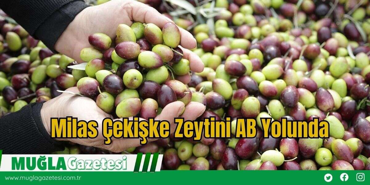 Milas Çekişke Zeytini AB Yolunda