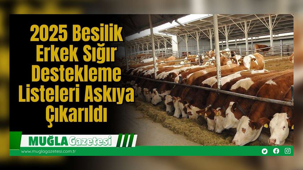 2025 Besilik Erkek Sığır Destekleme Listeleri Askıya Çıkarıldı
